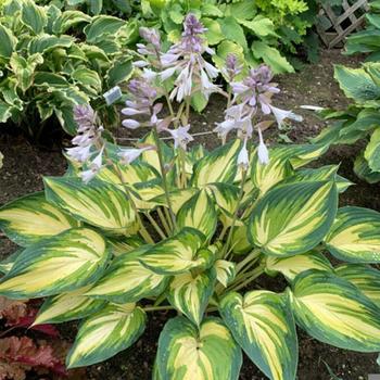 Hosta 'My Fair Lady' - Plantain Lily