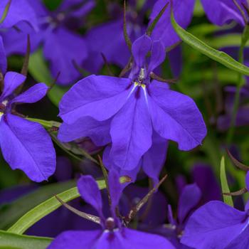 Lobelia erinus - Heatopia™ Dark Blue