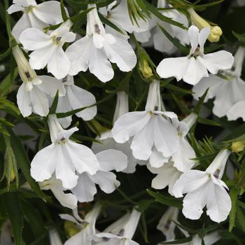 Lobelia erinus - Heatopia™ White