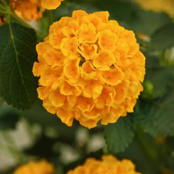 Lantana camara - Lucky™ Gold