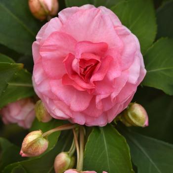 Impatiens walleriana - Glimmer™ Pink