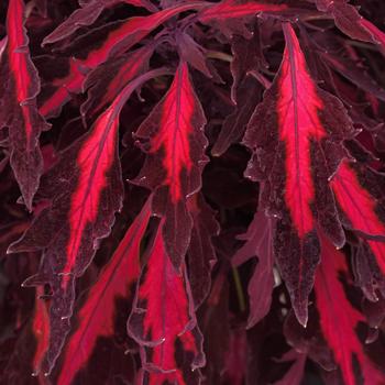 Coleus - FlameThrower™ 'Adobo Pink'