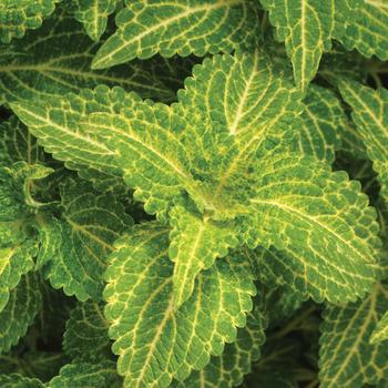 Coleus - ChargedUp&trade; Electric Lime