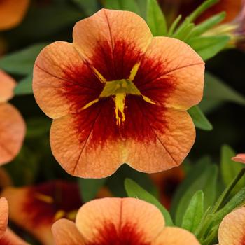 Calibrachoa (Mini Petunia) - Bumble Bee™ Orange Improved