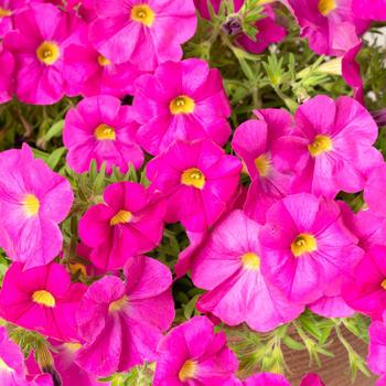 Petchoa (Petunia) - SuperCal® 'Shocking Pink'