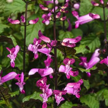 Plectranthus - Mona Magenta