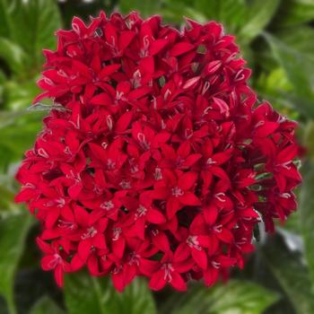 Pentas lanceolata (Starflower) - Beebright™ Red Improved