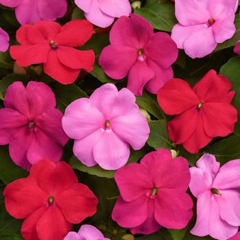 Impatiens walleriana - Beacon® 'Otway Mix'