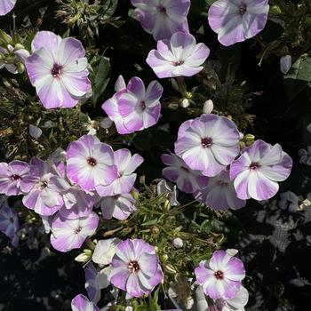 Phlox paniculata Flame™ Lilac Star - Garden Phlox