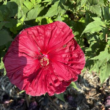 Hibiscus 'Blackberry Merlot' - Rose Mallow