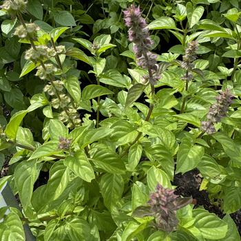 Ocimum basilicum 'Everleaf Lemon' - Basil