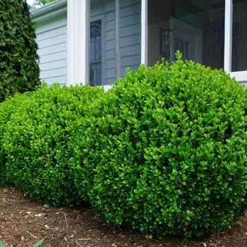 Buxus - 'NewGen Freedom®' Boxwood