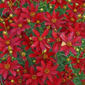 Coreopsis Sizzle & Spice® 'Hot Paprika' - Tickseed