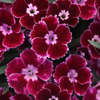 Dianthus Everlast™ Ruby Edge - Border Carnation