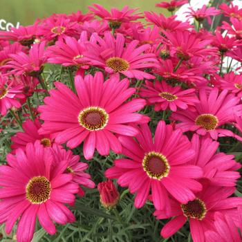 Argyranthemum - Grandaisy&reg; Dark Pink