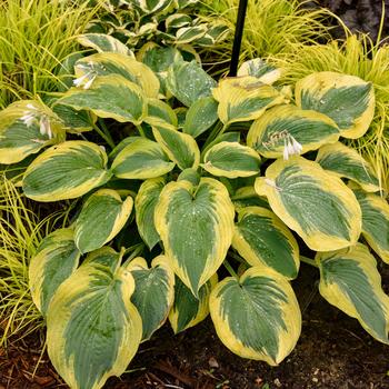 Hosta - Shadowland® 'Chance Encounter' Plantain Lily