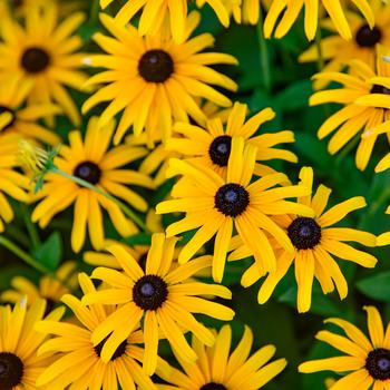 Rudbeckia - 'Treasure Trove' Black-Eyed Susan