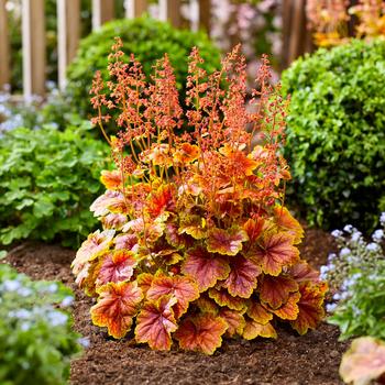 Heuchera 'Eternal Flame' - Coral Bells