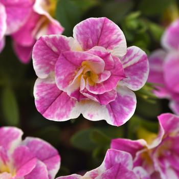 Calibrachoa - MiniFamous&reg; Uno Funtopia Pink