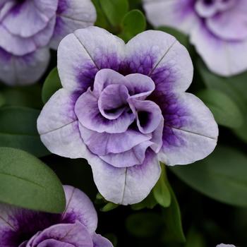 Calibrachoa - Minifamous&reg; Neo Double Plumtastic