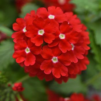 Verbena - Lascar&trade; Red with White Eye