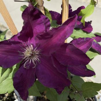 Clematis 'Westerplatte' - Clematis