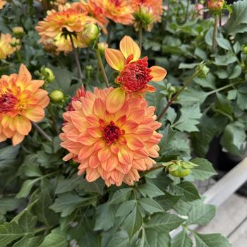 Dahlia - Venti&trade; Tequila Sunrise