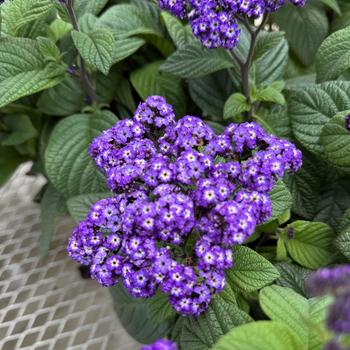 Heliotrope - Fragrant Delight