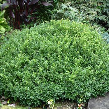 Buxus (Boxwood) - 'NewGen Freedom&reg;'
