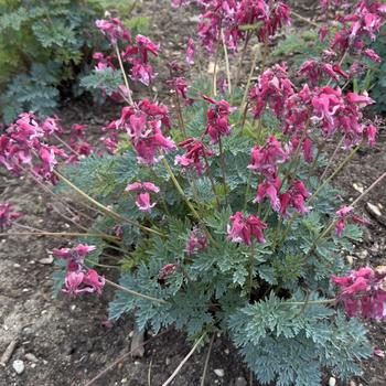 Dicentra 'Passion Hearts' - Bleeding Heart
