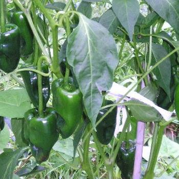 Capsicum annuum 'Ancho Poblano' - Pepper, Hot