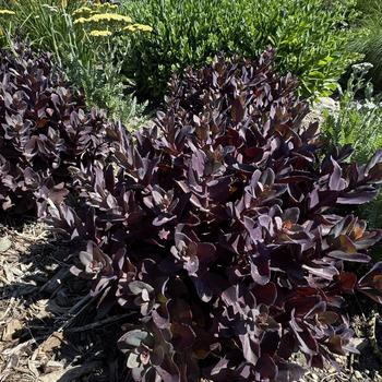 Sedum 'Wineberry Delight' - Stonecrop
