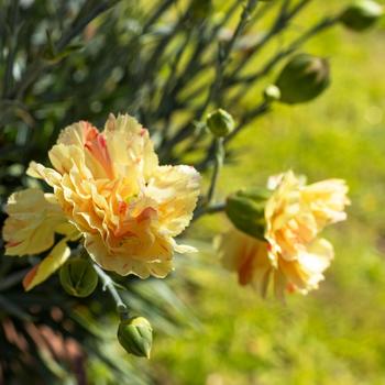 Dianthus x Scent First&reg; 'Lemon Sparkler' - Border Carnation