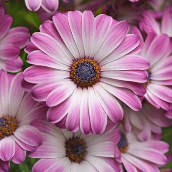 Osteospermum - Serenity&trade; Pink Party