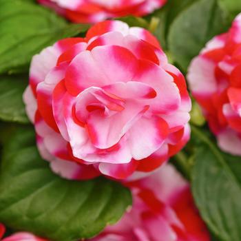 Impatiens, Double - Glimmer&trade; Strawberry Sparkler