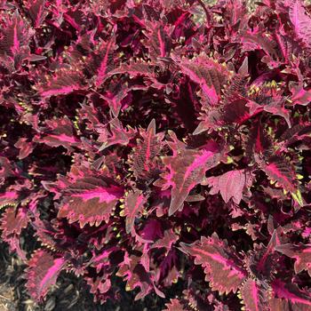 Coleus - TerraScape™ Pink Ribbons