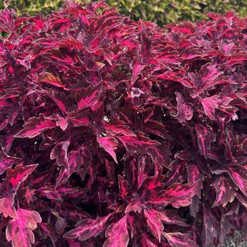 Coleus - Down Town&reg; Royalty