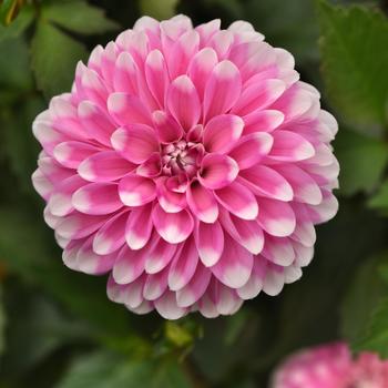 Dahlia - Dalaya&reg; Pink Lace