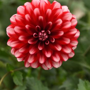 Dahlia - Dalaya&reg; Red Lace