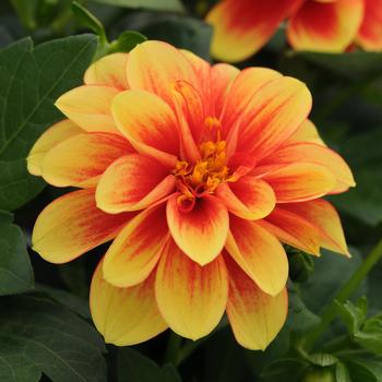 Dahlia - Dalaya&reg; Yellow w Red Eye