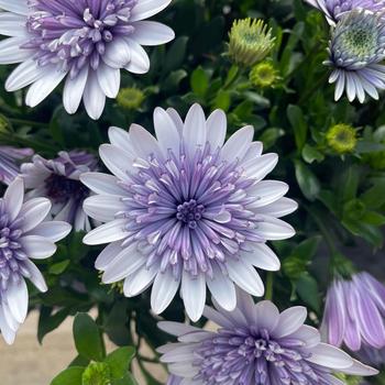 Osteospermum - 4D&trade; Blue Ice