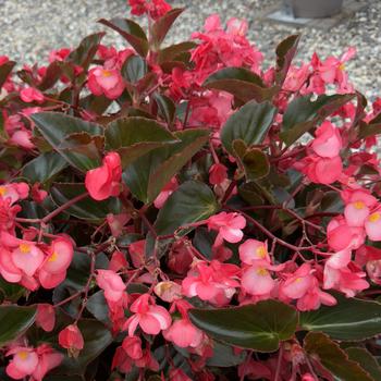 Begonia, Whopper&reg; - Salmon with Bronze Leaf