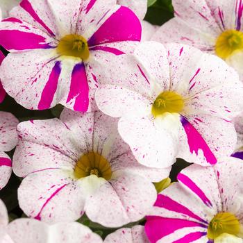 Calibrachoa - Caliloco&reg; Graffiti