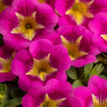 Calibrachoa - Caliloco&reg; Razzle Dazzle