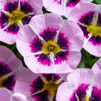 Calibrachoa - Caliloco&reg; Star Child