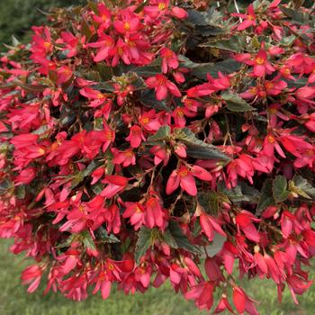 Begonia - Beauvillia&reg; Hot Pink
