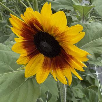 Sunflower - Sunfinity&reg; Yellow Red Bicolor