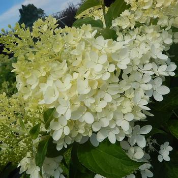 Hydrangea paniculata - 'Phantom'
