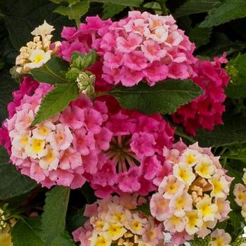 Lantana - Bandolista&trade; Pink Lemonberry