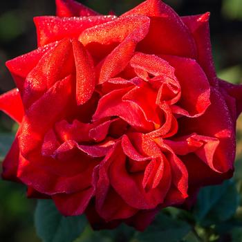 Rosa 'Macauck' - Rose Olympiad&trade;
